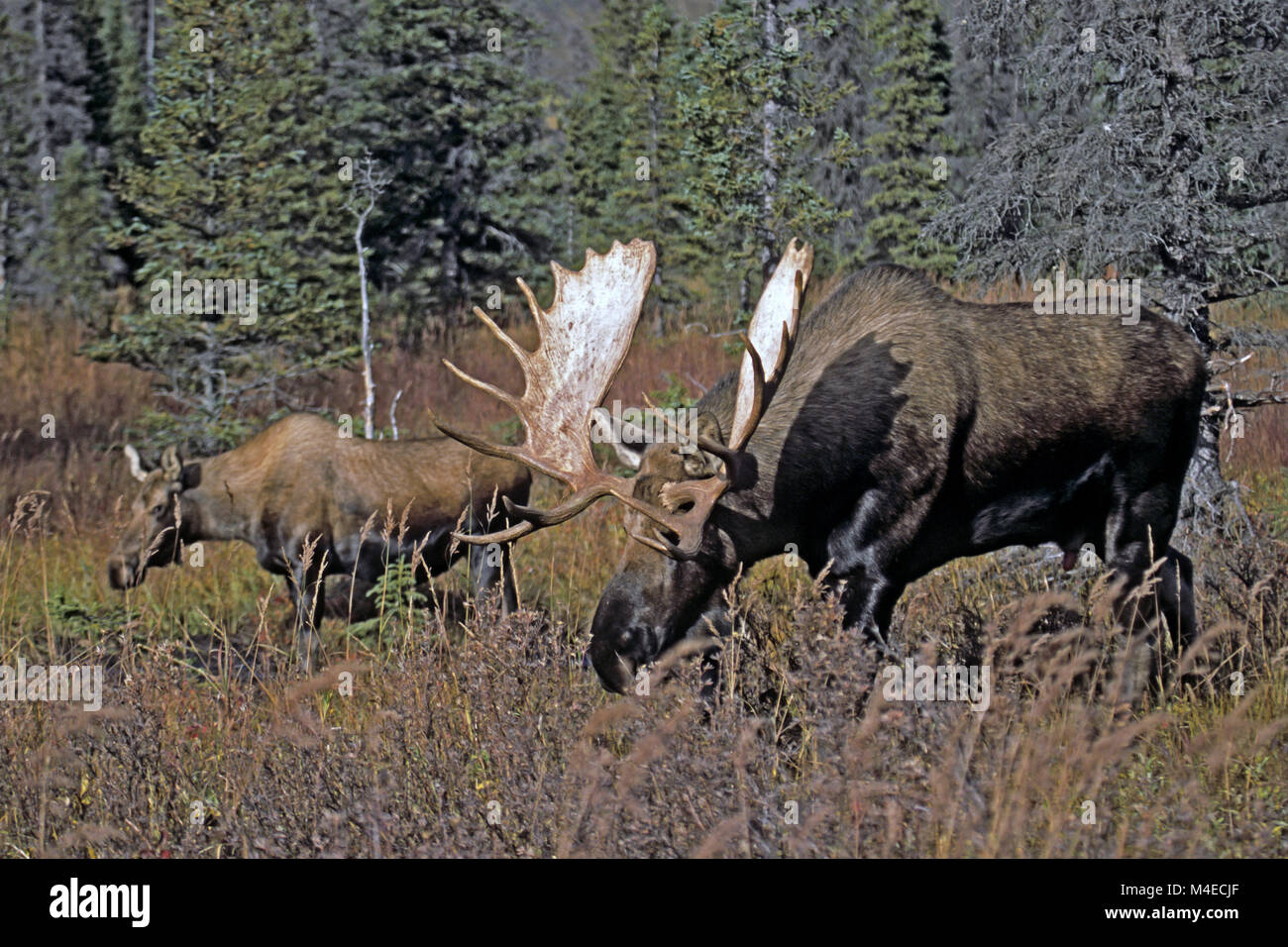 Bull Moose und Kuh Elche Stockfoto