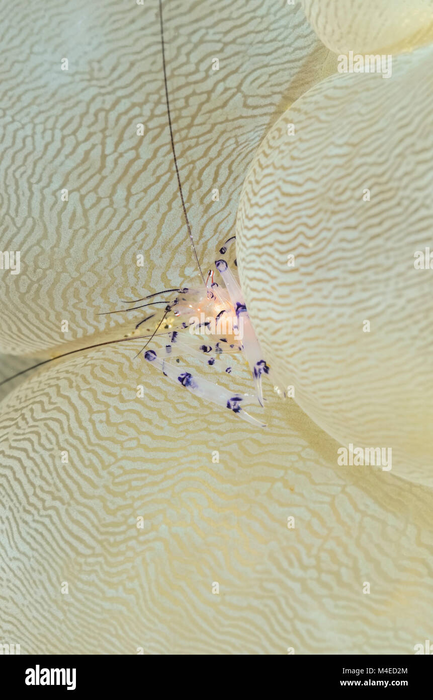 Bubble Coral Shrimp, Palaemonella colemani, on Bubble Coral, Plerogyra sinuosa, Lempriv Strait, North Sulawesi, Indonesien, Pazifik Stockfoto
