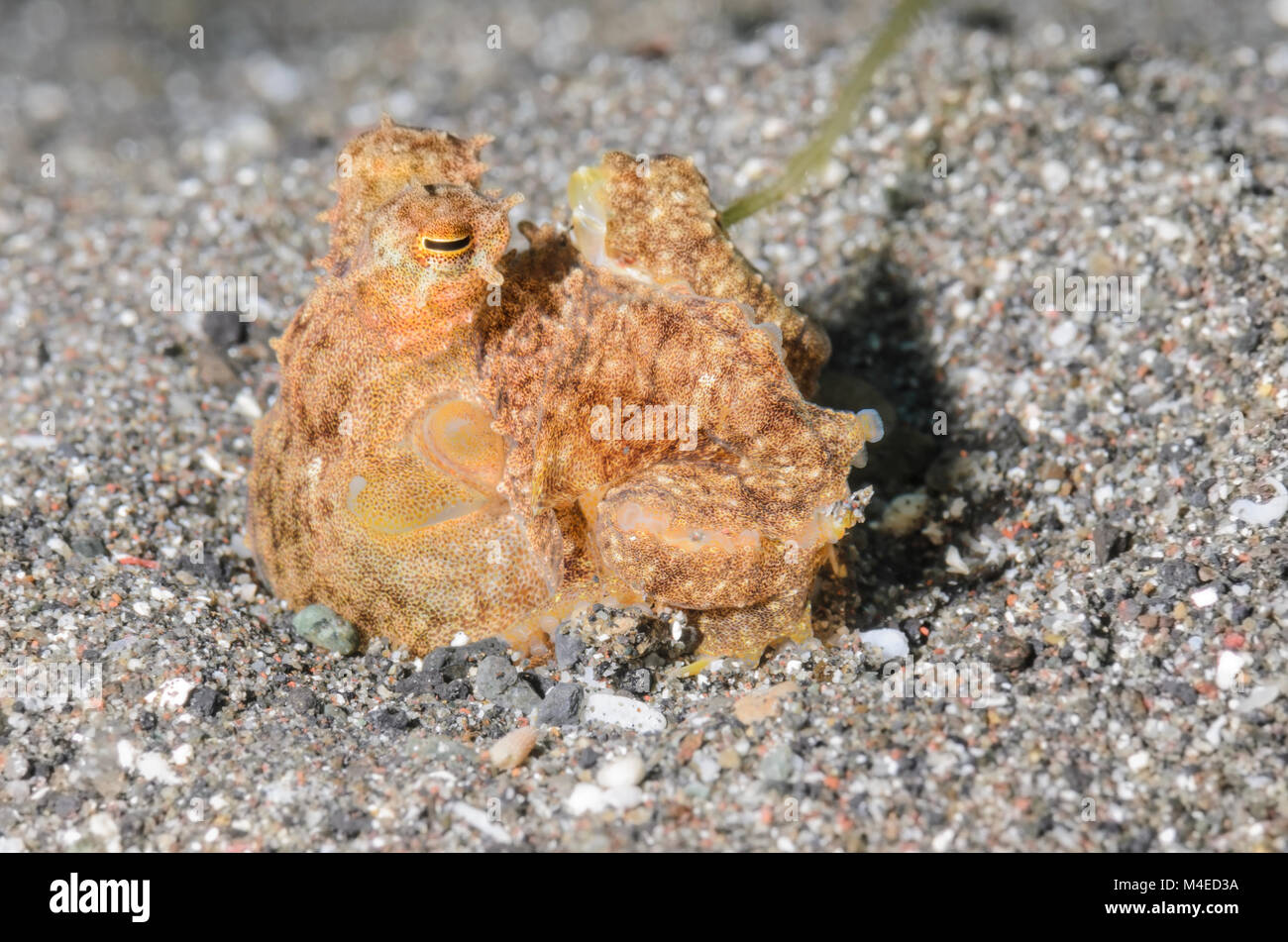 Langer Arm Octopus, Abdopus sp., Lembeh Strait, Nord Sulawesi, Indonesien, Pazifik Stockfoto