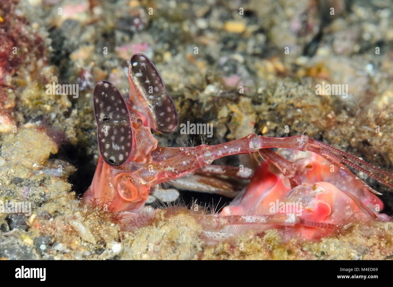 Lisa's mantis Shrimps, Lysiosquillina Lisa, Lembeh Strait, Nord Sulawesi, Indonesien, Pazifik Stockfoto
