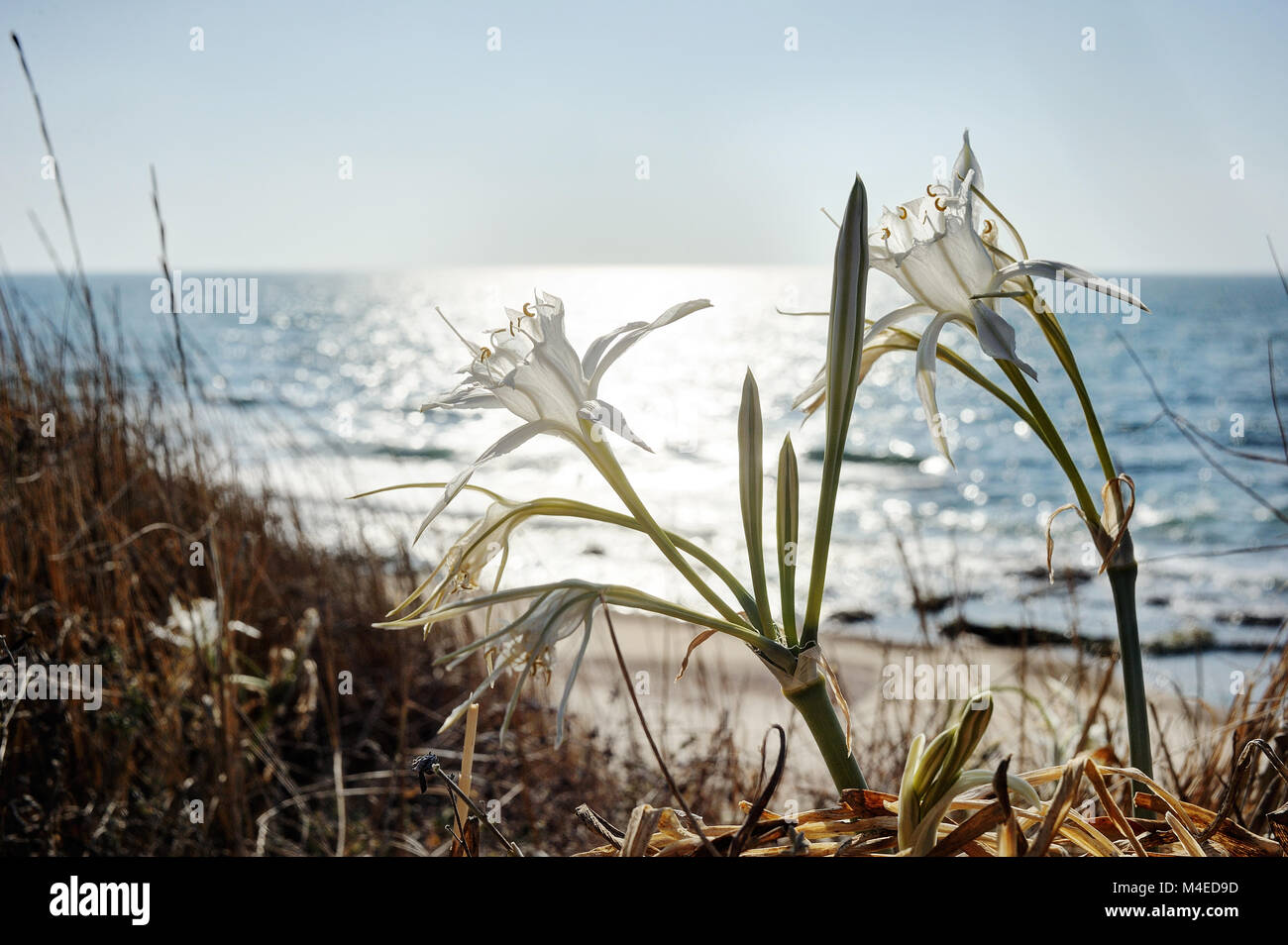 Große weiße Blume Pancratium maritimum Stockfoto