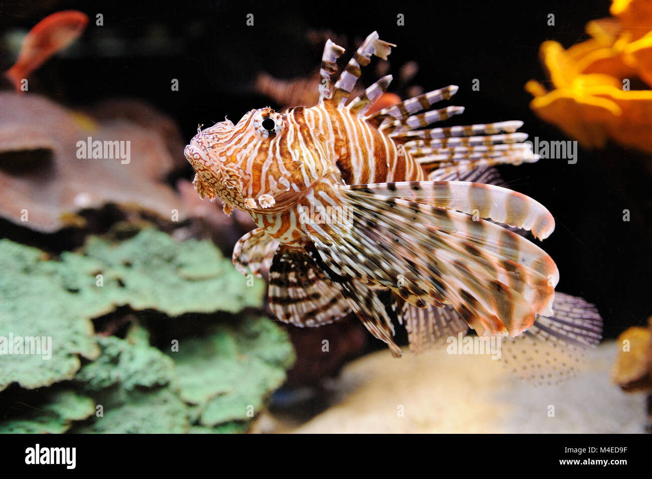 Feuerfische (Turkeyfish) im Roten Meer. Stockfoto