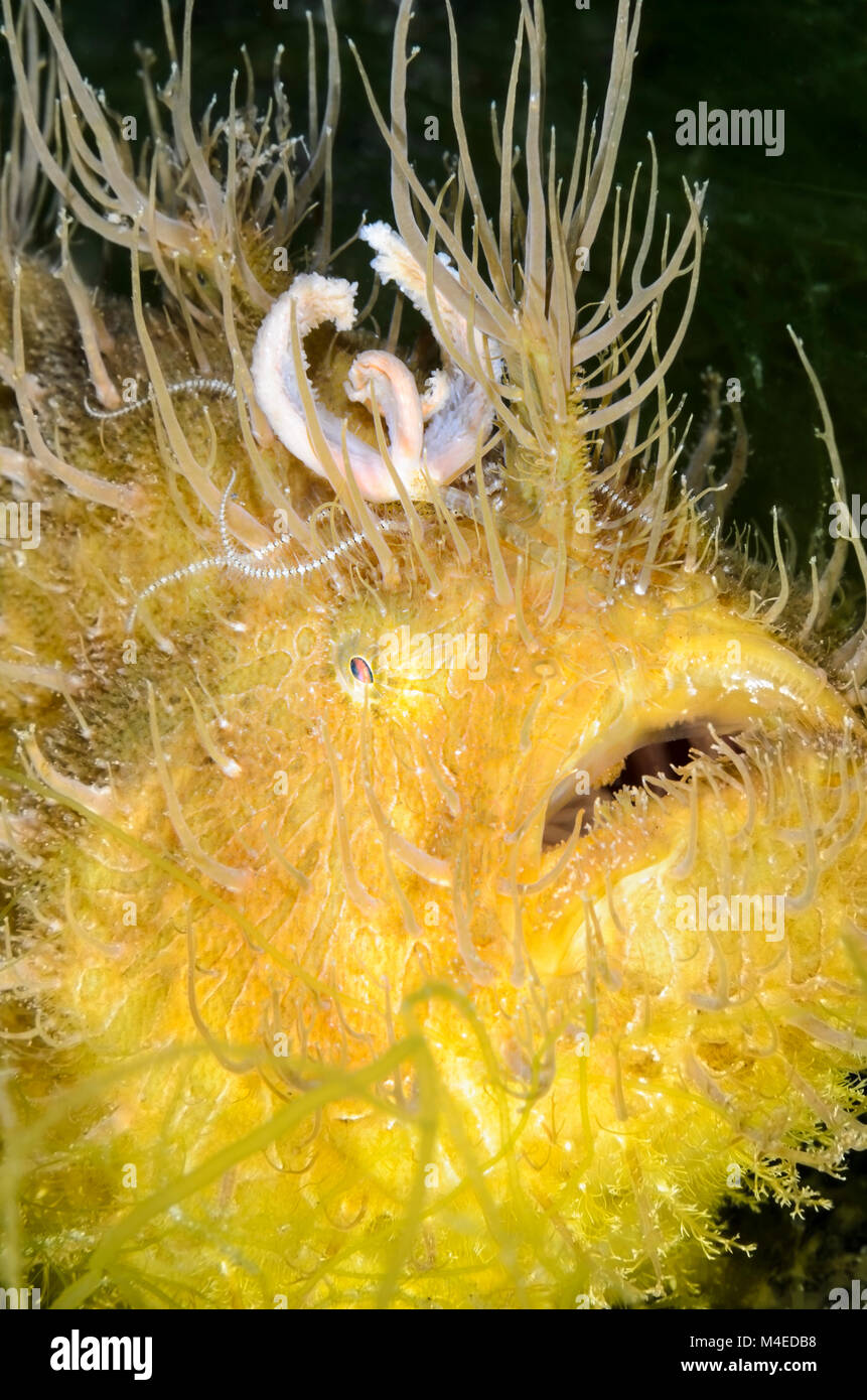 Haariger Anglerfisch, Antennarius striatus, mit seinen Wurm wie esca