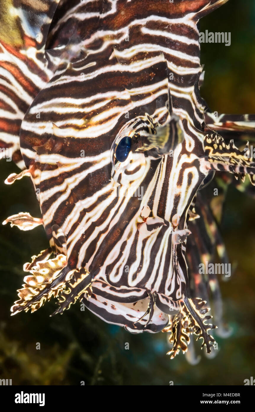 Gemeinsame rotfeuerfisch Pterois volitans,, Lembeh Strait, Nord Sulawesi, Indonesien, Pazifik Stockfoto
