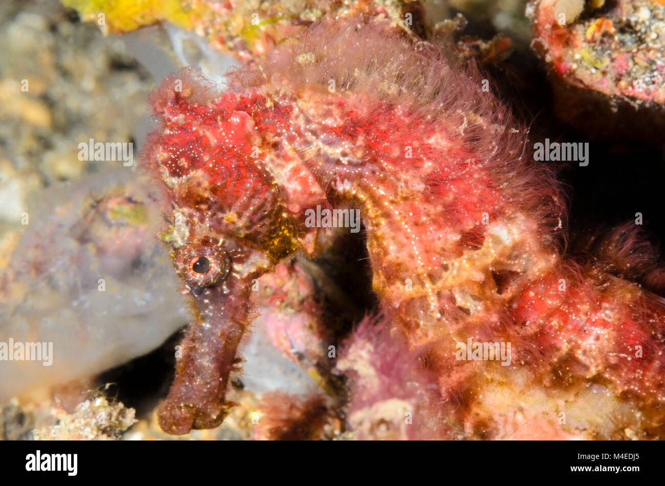 Hippocampus spinosissimus Fotos und Bildmaterial in hoher Auflösung
