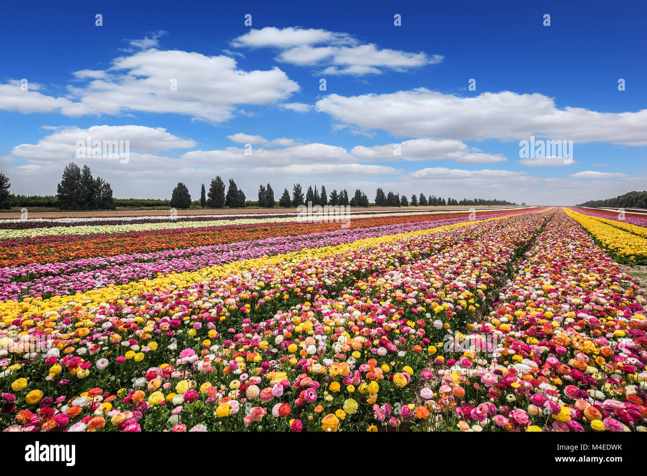 Blume Teppich der bunten Garten ranunkeln Stockfoto