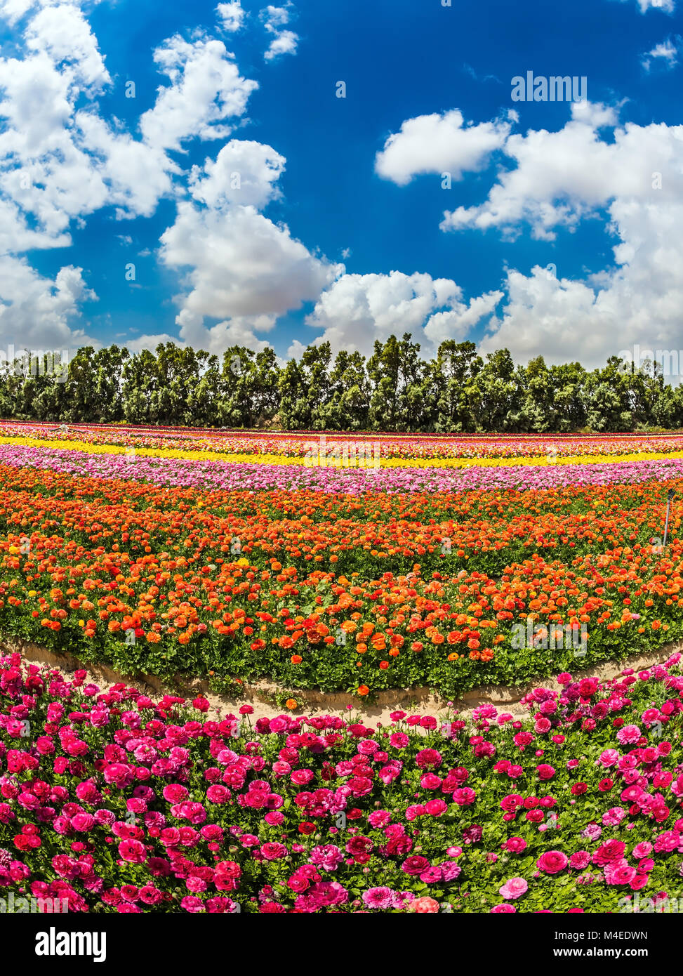 Windigen Frühlingstag auf einer Blume Bauernhof Stockfoto