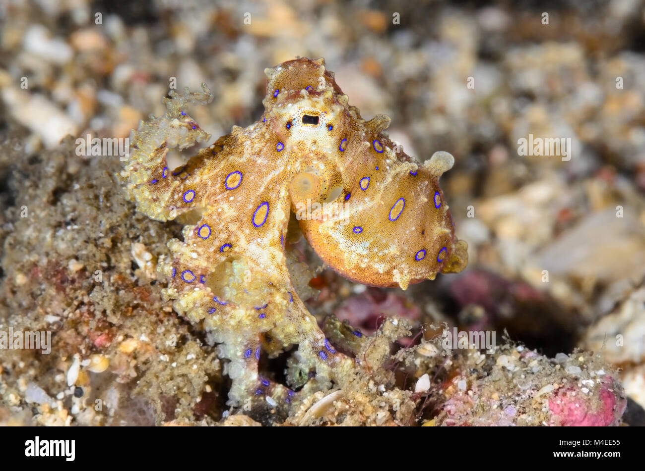 Blue-ringed Octopus, Hapalochlaena sp., Lembeh Strait, Nord Sulawesi, Indonesien, Pazifik Stockfoto