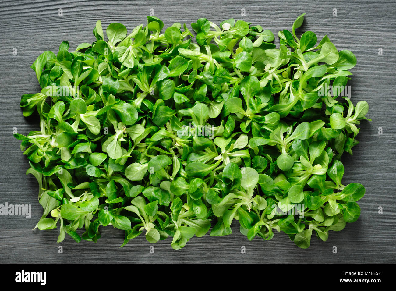 Feldsalat Valeriana bei dunklen Stein Stockfoto