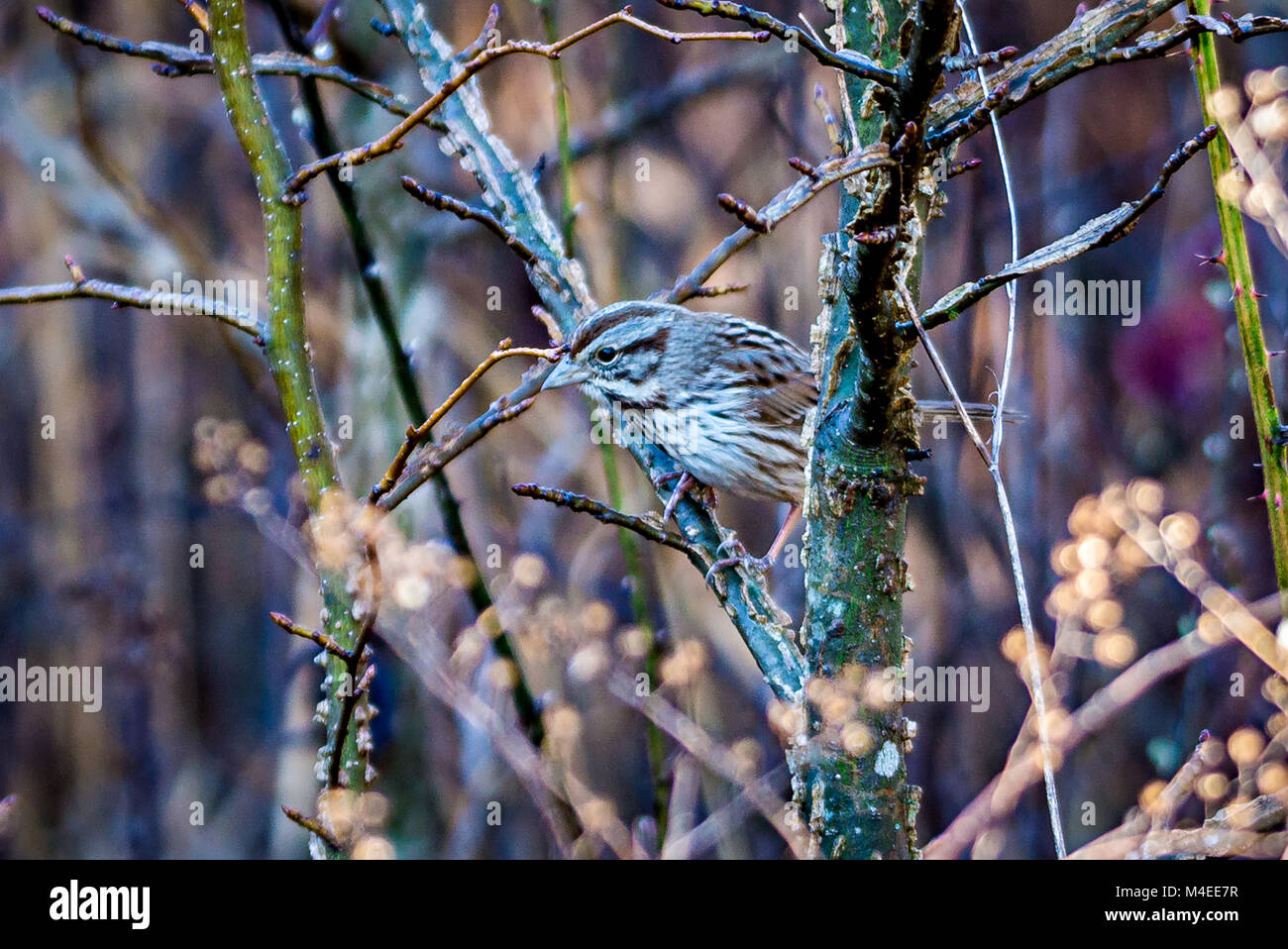Sparrow camoflaged in den dicken Pinsel von Pflanzen Stockfoto