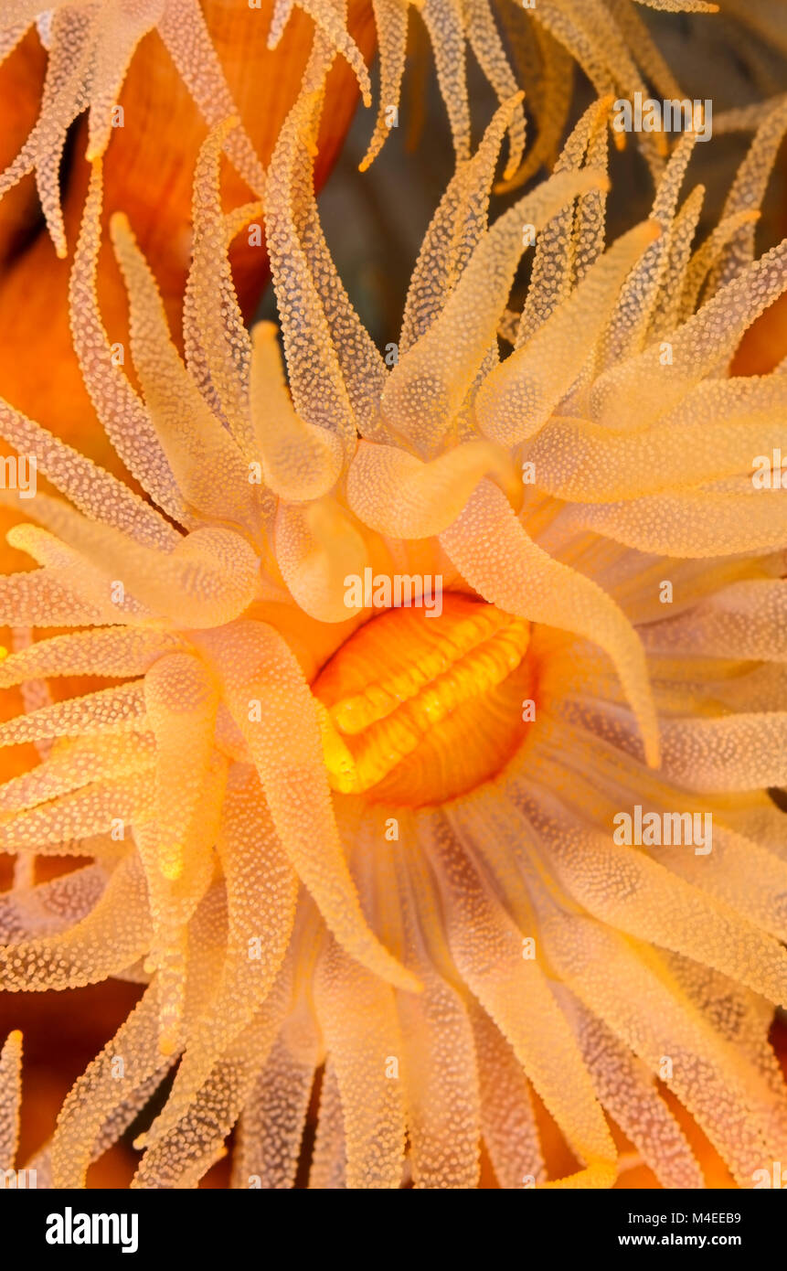 Cup Coral, Tubastraea faulkneri, Lembeh Strait, Nord Sulawesi, Indonesien, Pazifik Stockfoto
