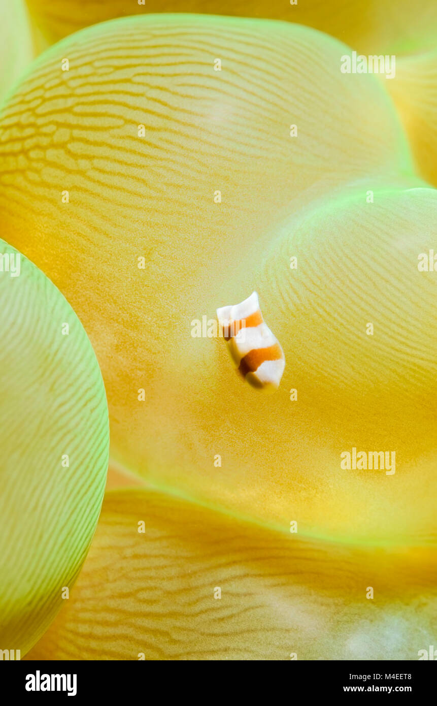 Acoel Plattwurm, Amphiscolos sp., auf Bubble Coral, Plerogyra sinuosa, Lembeh Strait, Nord Sulawesi, Indonesien, Pazifik Stockfoto