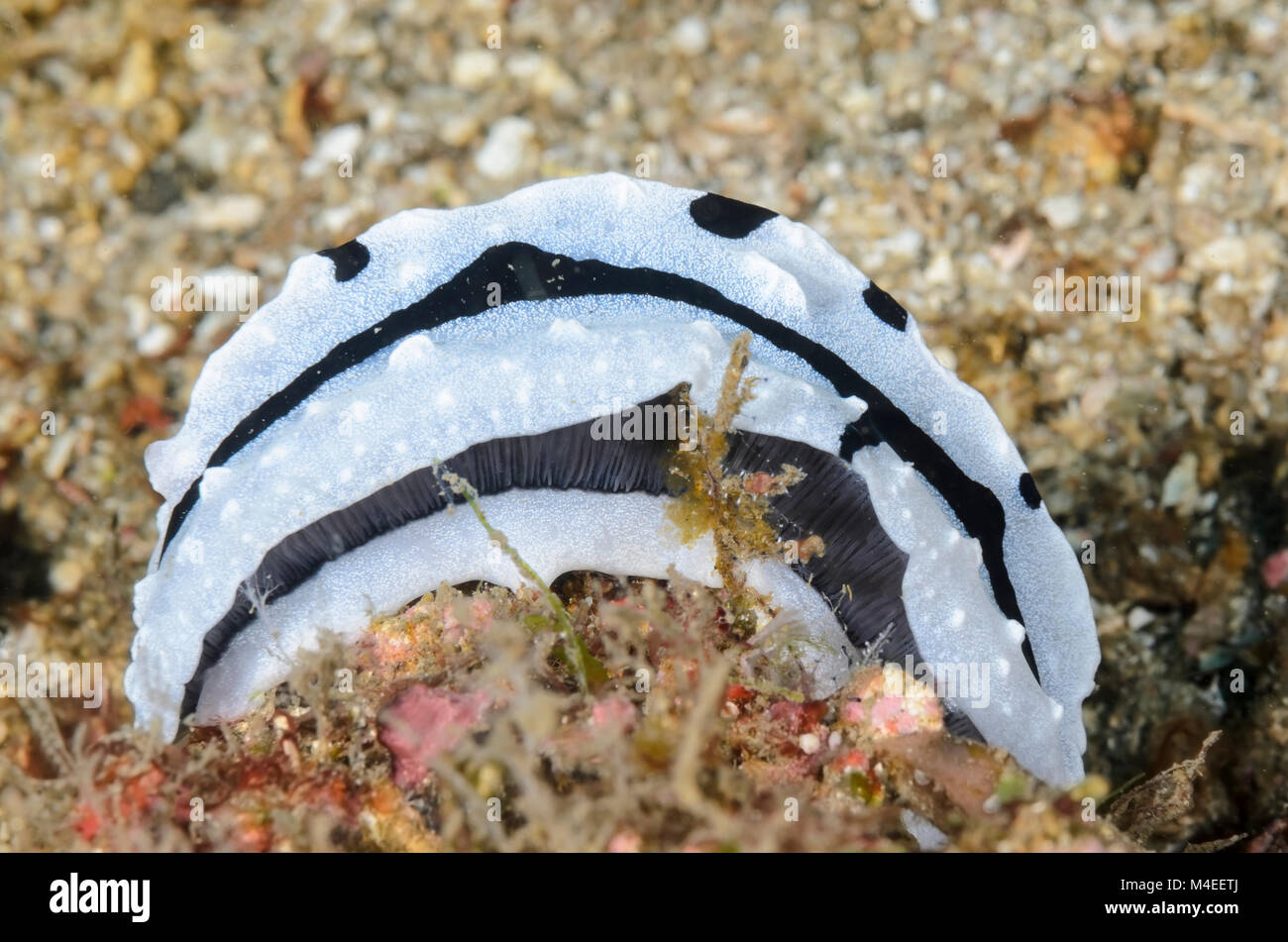 Sea Slug oder Nacktschnecken, Phyllidopsis shireenae, Lembeh Strait, Nord Sulawesi, Indonesien, Pazifik Stockfoto