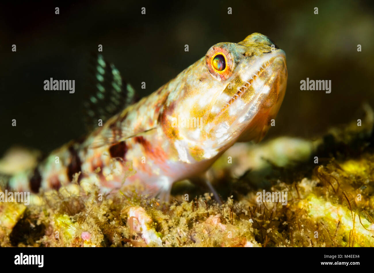 Reef lizardfish, Synodus variegatus, Lembeh Strait, Nord Sulawesi, Indonesien, Pazifik Stockfoto