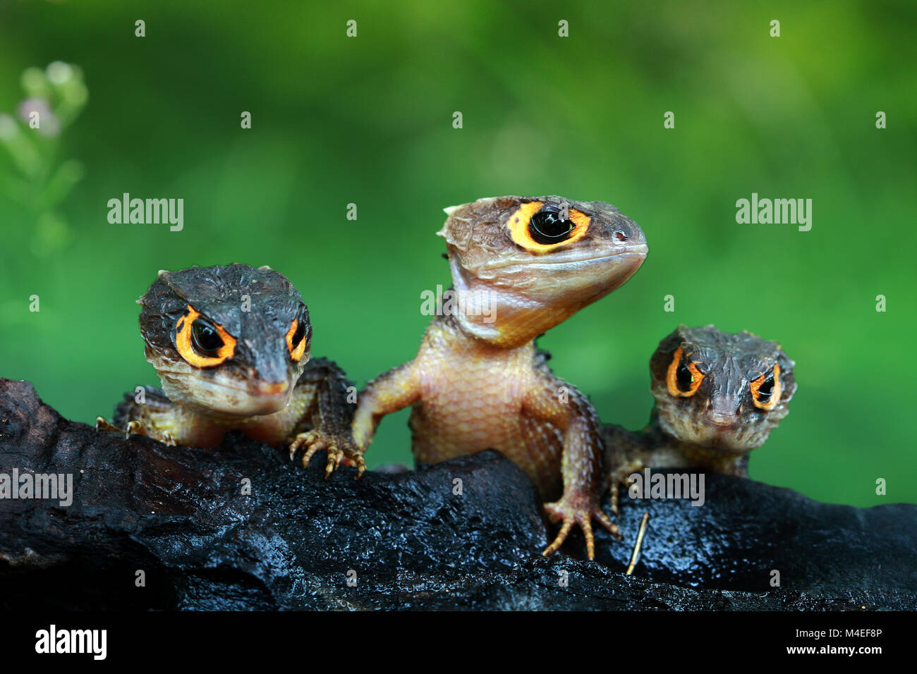 Drei Krokodilskink, Indonesien Stockfoto