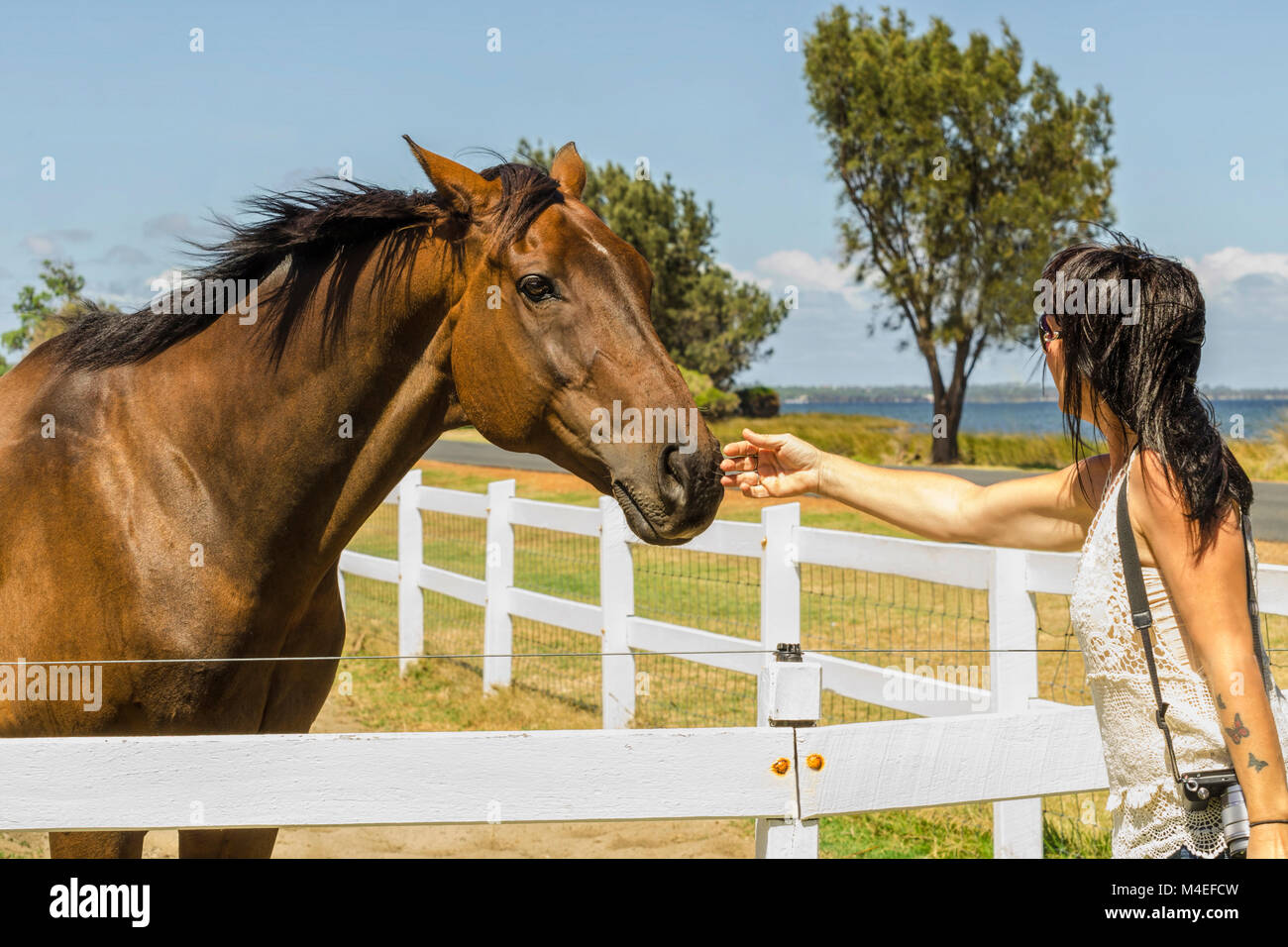 Frau, die ein Pferd streicheln Stockfoto