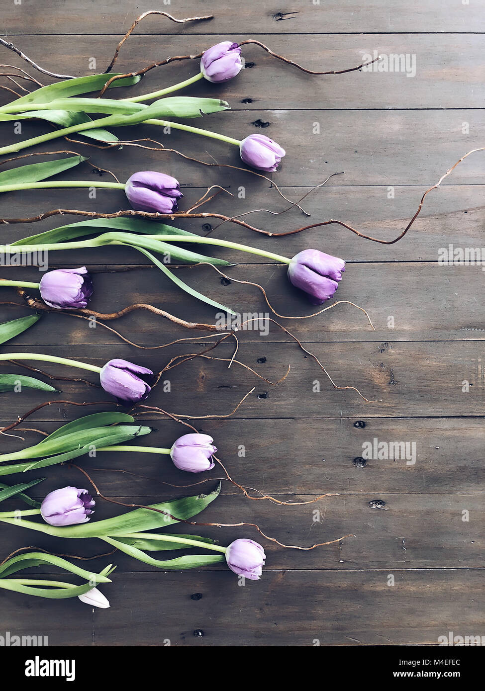 Lila Tulpen und Zweigen. Stockfoto