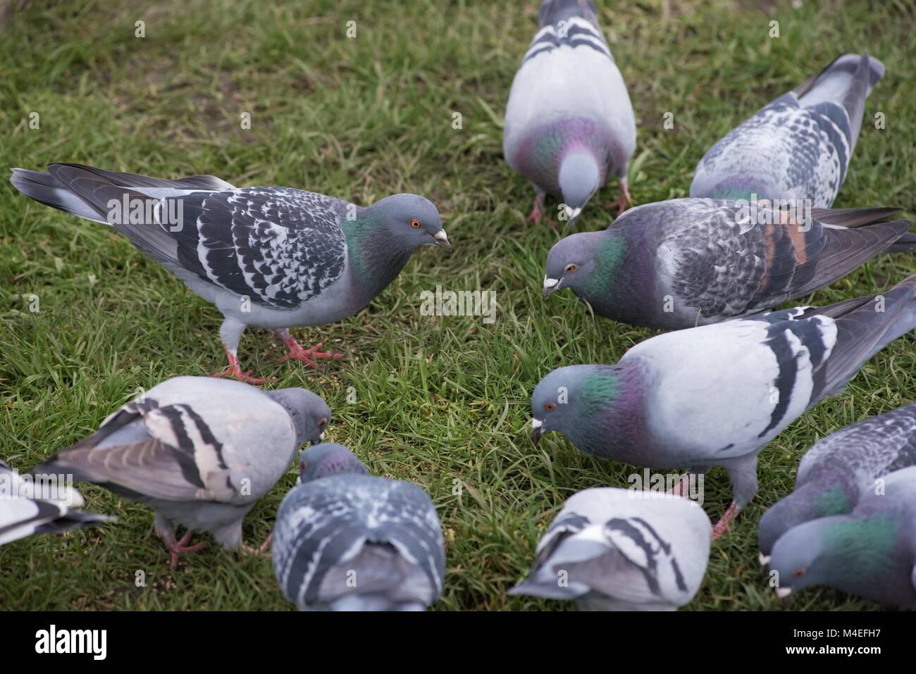 Taubenfütterung, Victoria, British Columbia, Kanada Stockfoto