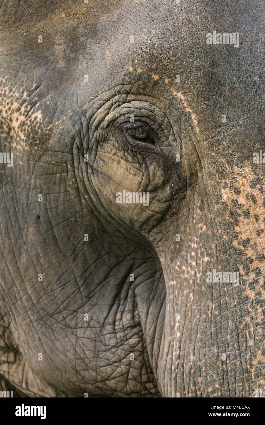 Eine Nahaufnahme Foto eines Elefanten Augen, Wimpern, Falten und Gesicht. In Jaldapara Nationalpark im Nordosten Indiens getroffen Stockfoto