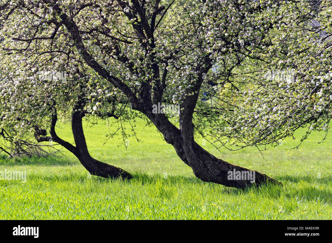 Blühende Apfelbäume mit Lügen Amtsleitungen Stockfoto