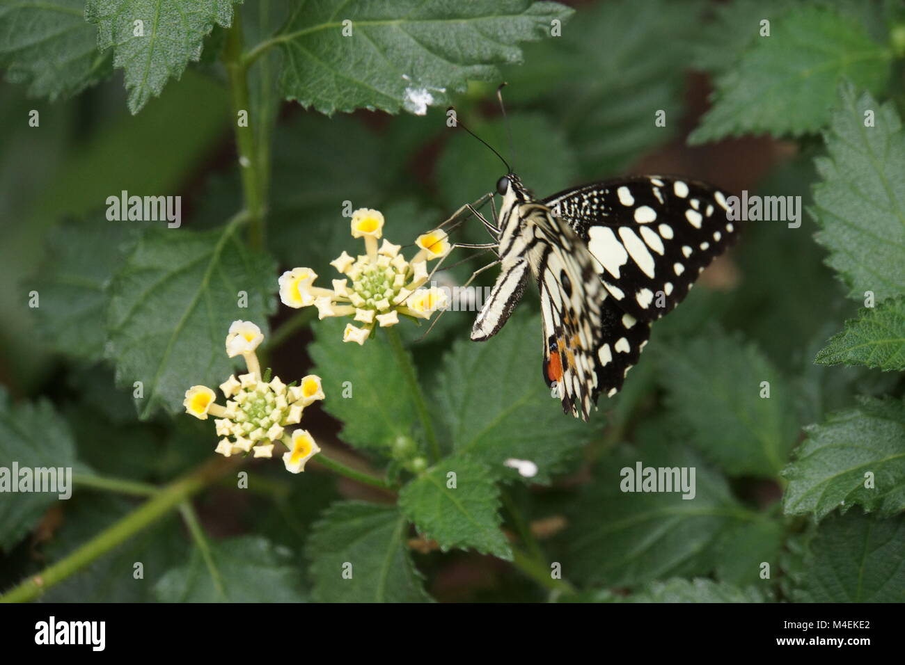 Papilio demoleus Stockfoto