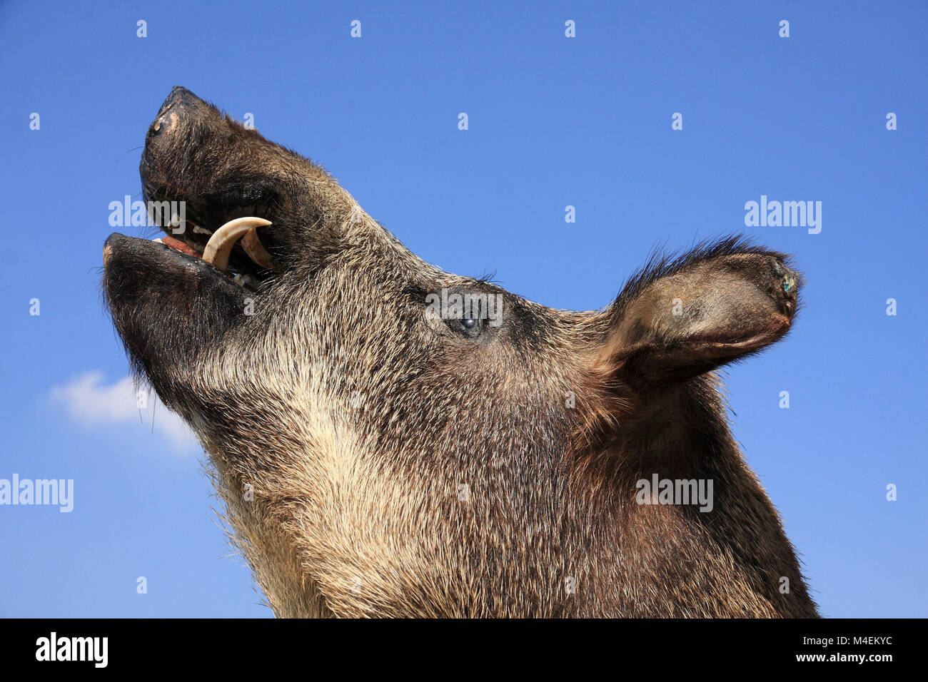 Wildschwein Vorbereitung Stockfoto