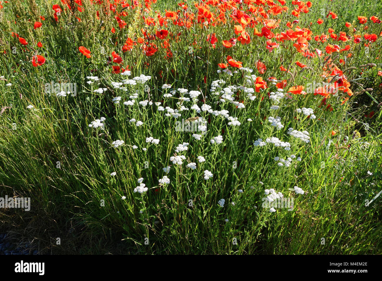 Achillea millefolium, Schafgarbe Stockfoto