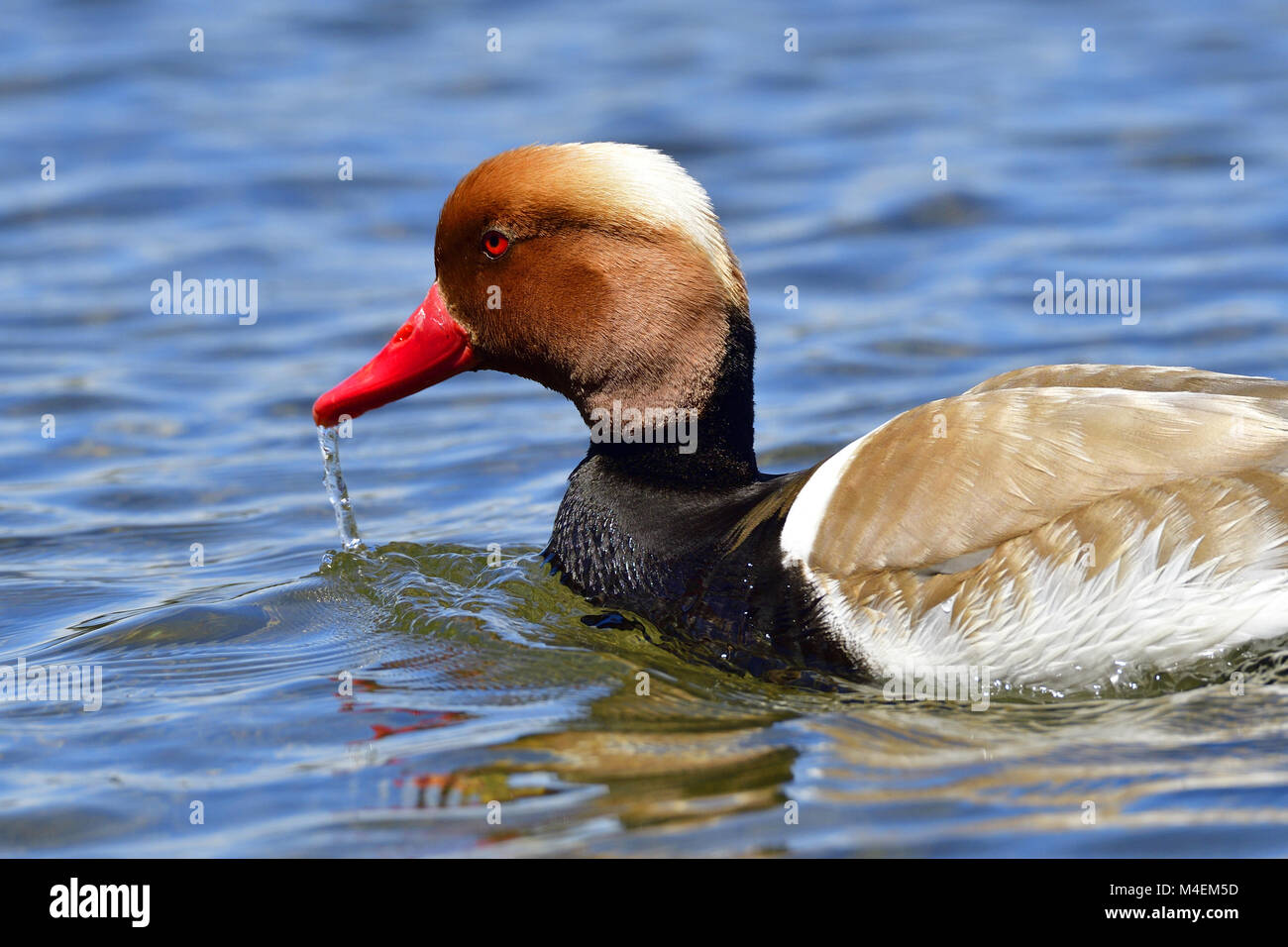 Männliche Kolbenente Stockfoto