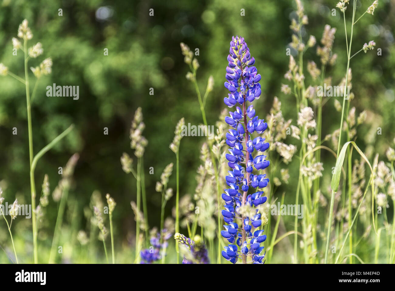 Blumen der blauen Lupine wachsen wild in freier Wildbahn Stockfoto