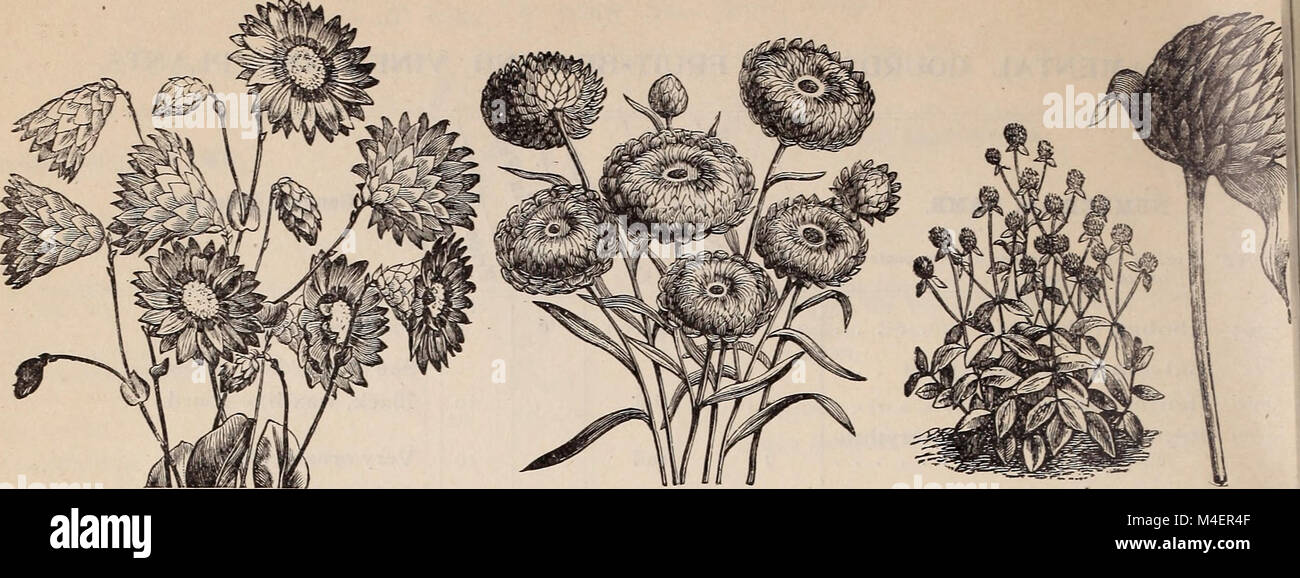 Dieser Katalog 1895 bietet eine umfangreiche Sammlung von Saatgut für eine Vielzahl von Gärten und Landschaften. Es bietet Optionen für Blumengärten, Gemüsegärten, Rasen, Farmen und Baumschulen, wir bieten eine große Auswahl an Pflanzensorten, die für unterschiedliche Gartenbedürfnisse geeignet sind. Stockfoto