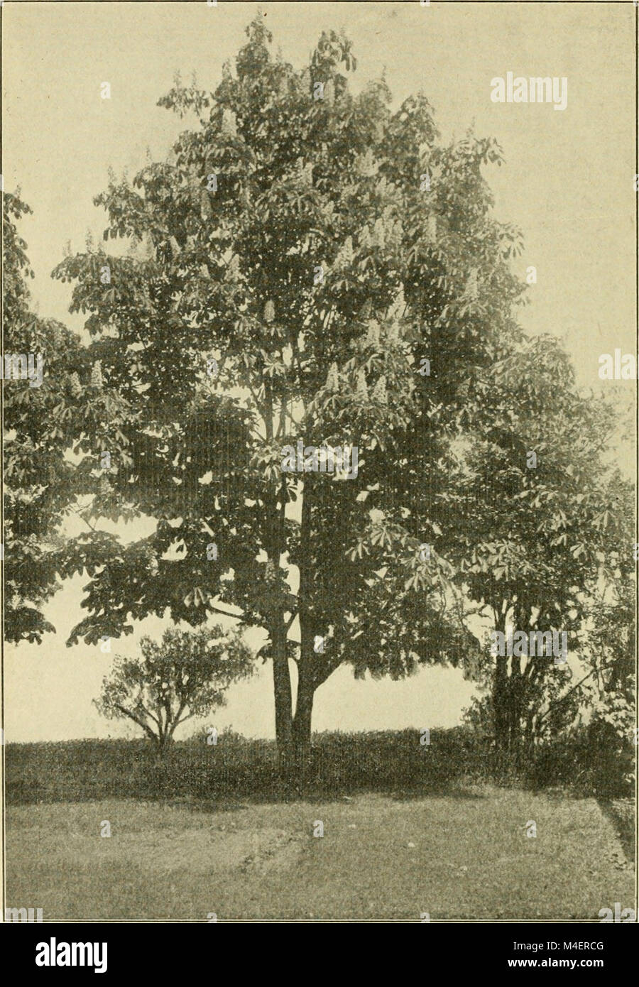 Dieses Programm 1914 beschreibt die Aktivitäten des Arbor Day, die in den Schulen von Rhode Island geplant sind, und fördert so das Pflanzen von Bäumen und das Umweltbewusstsein der Schüler. Stockfoto