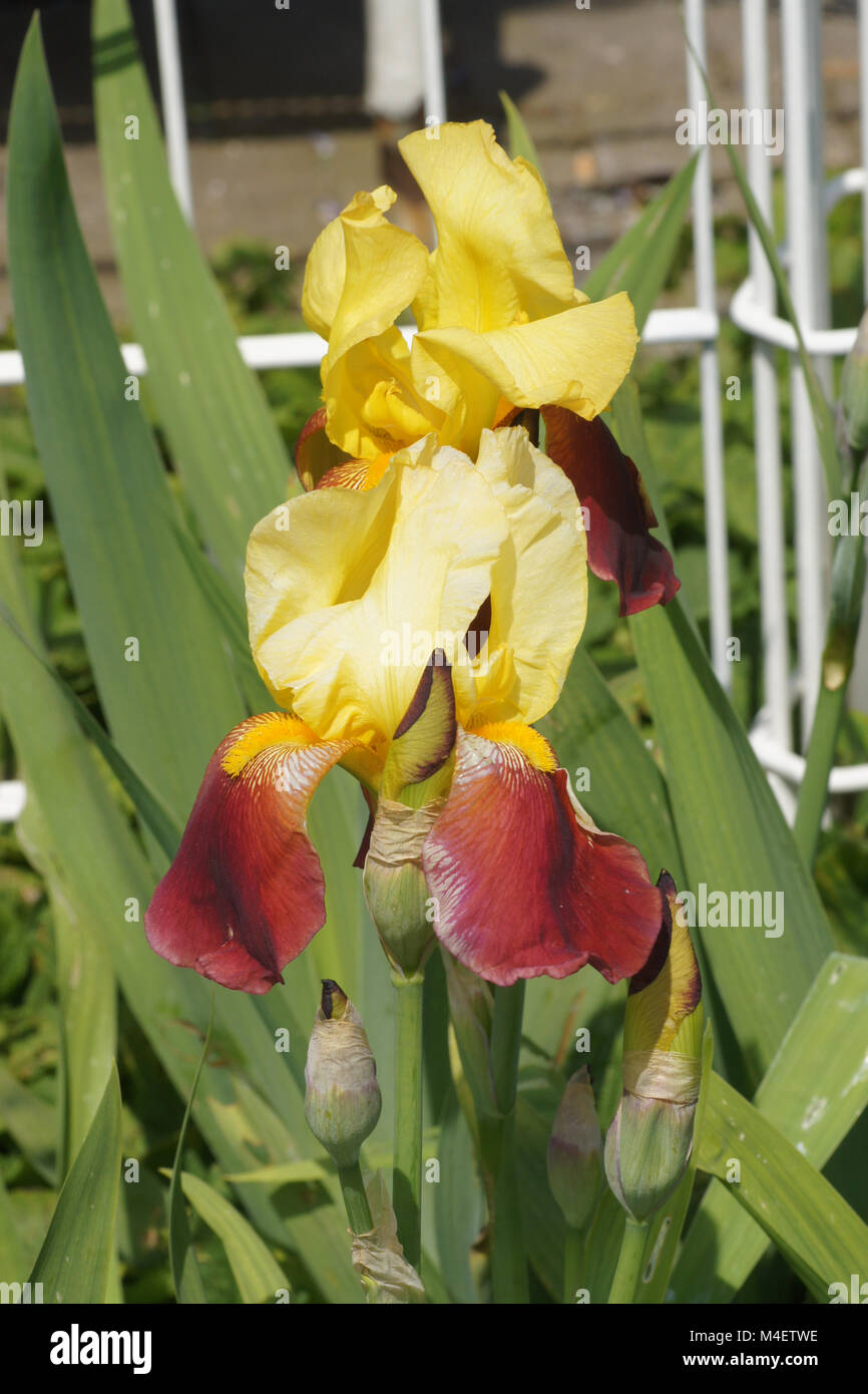 Iris Barbata-Elatior Akzent, Tall Bearded Iris Stockfoto