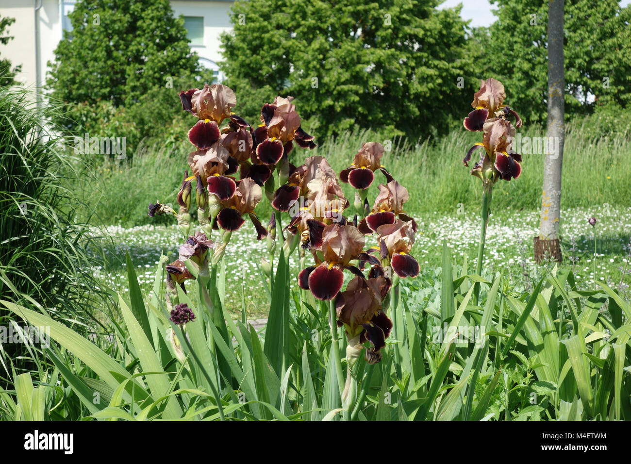 Iris Barbata-Elatior Louvois, Tall Bearded Iris Stockfoto