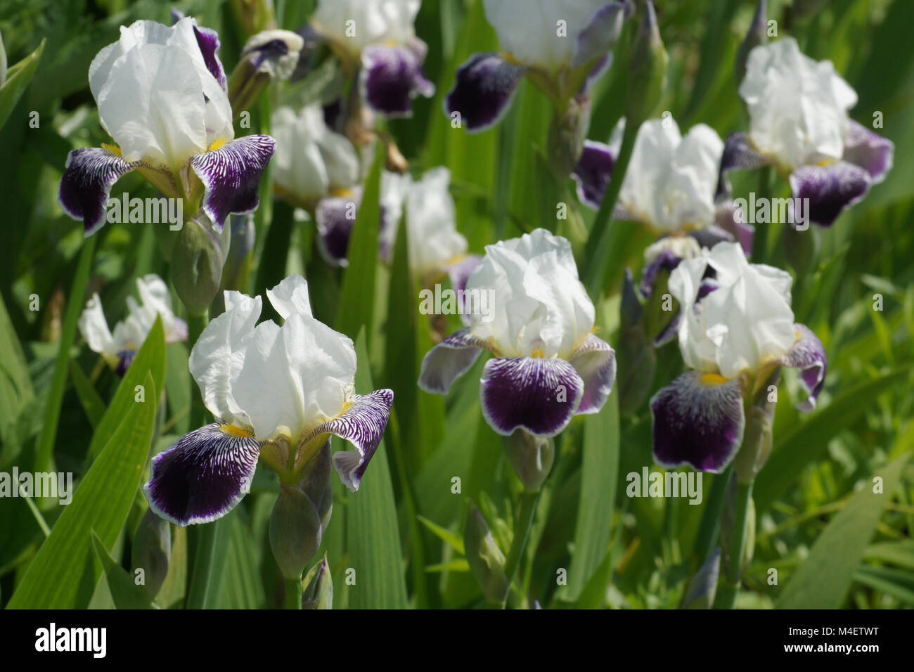 Iris Barbata-Elatior Ringo, Tall Bearded Iris Stockfoto