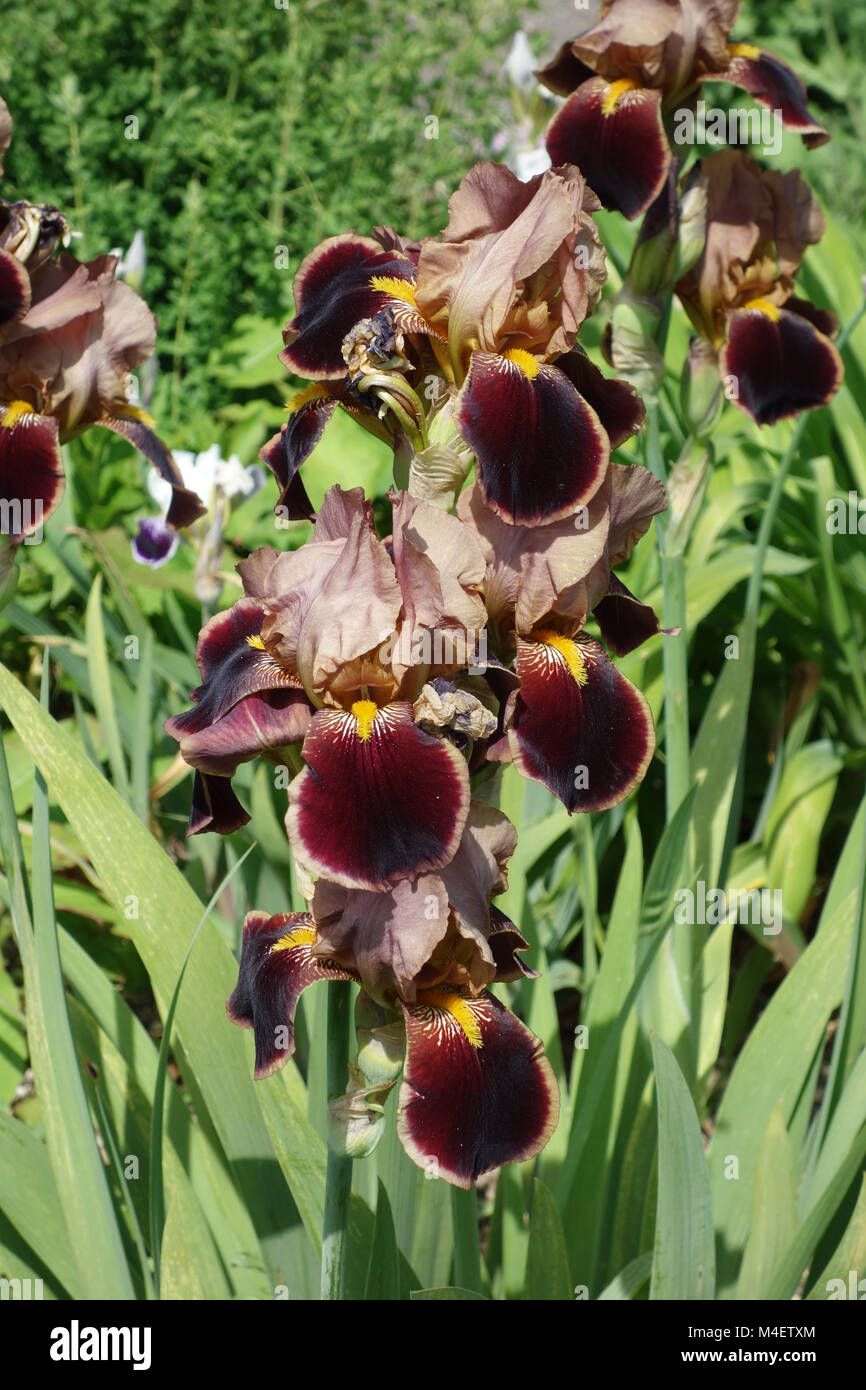 Iris Barbata-Elatior Louvois, Tall Bearded Iris Stockfoto