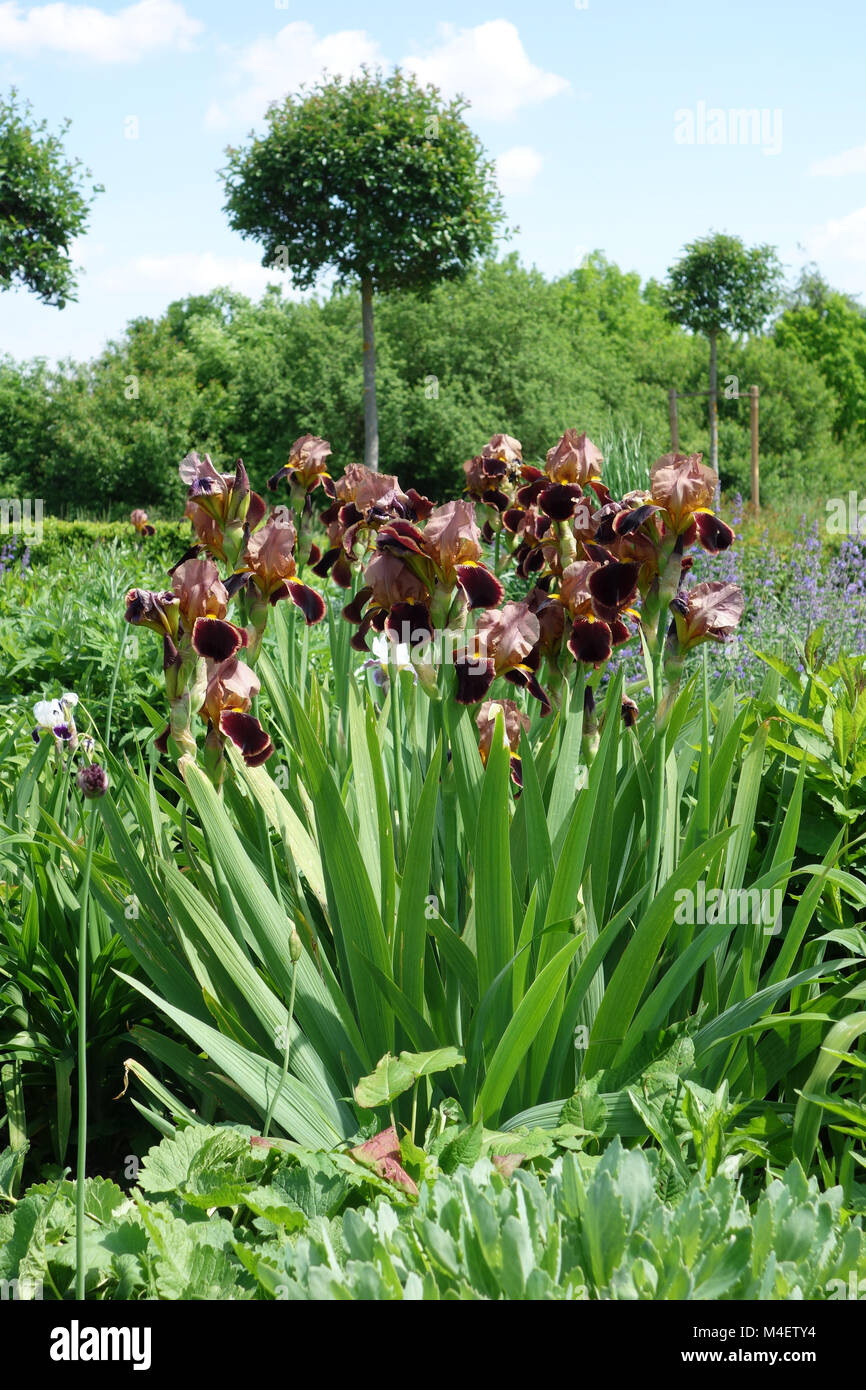 Iris Barbata-Elatior Louvois, Tall Bearded Iris Stockfoto