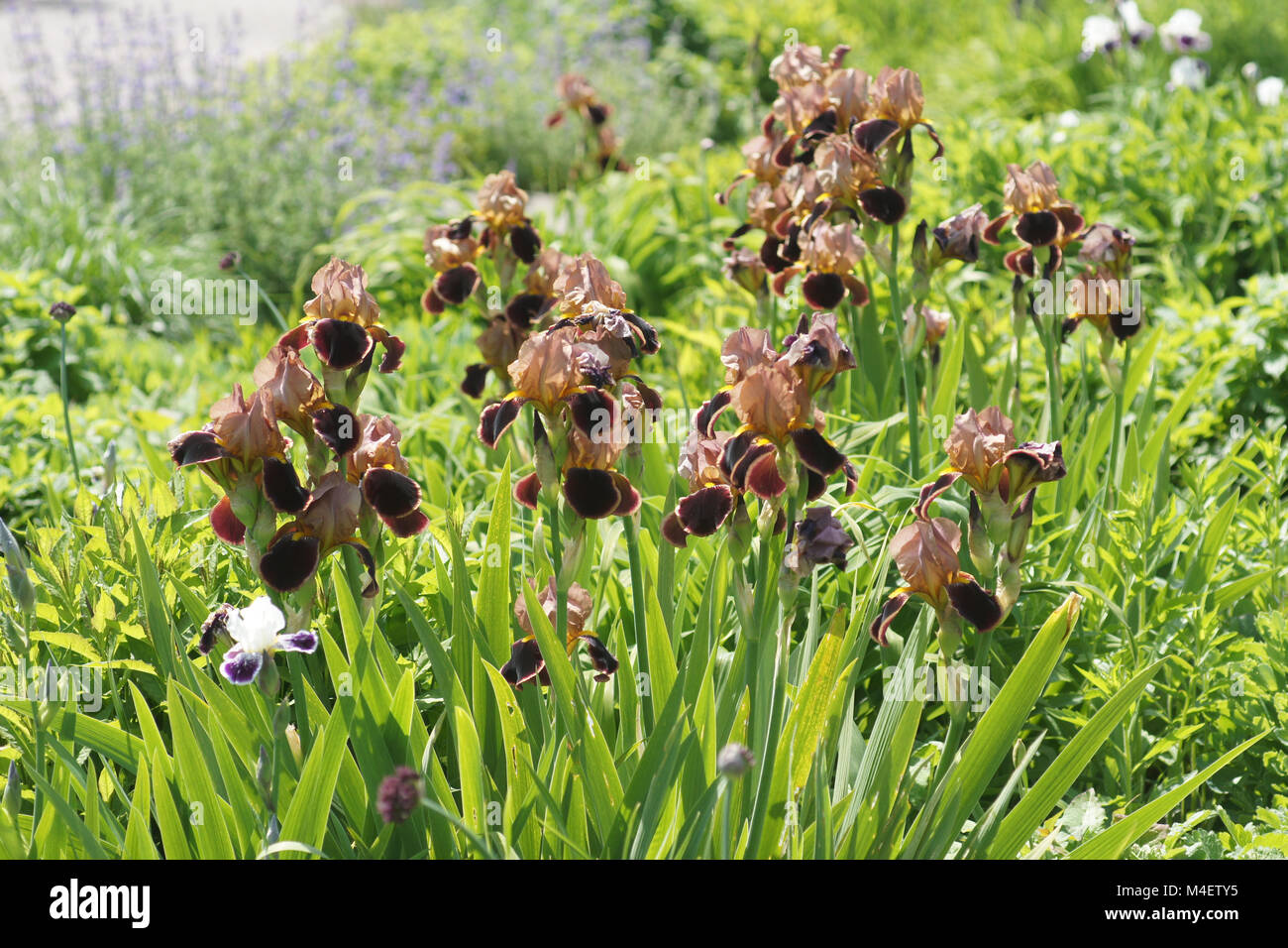 Iris Barbata-Elatior Louvois, Tall Bearded Iris Stockfoto