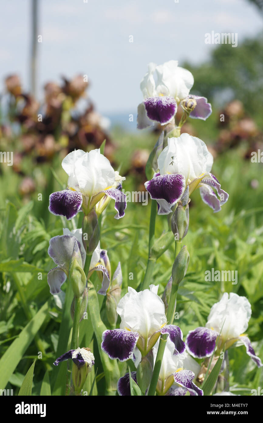Iris Barbata-Elatior Ringo, Tall Bearded Iris Stockfoto