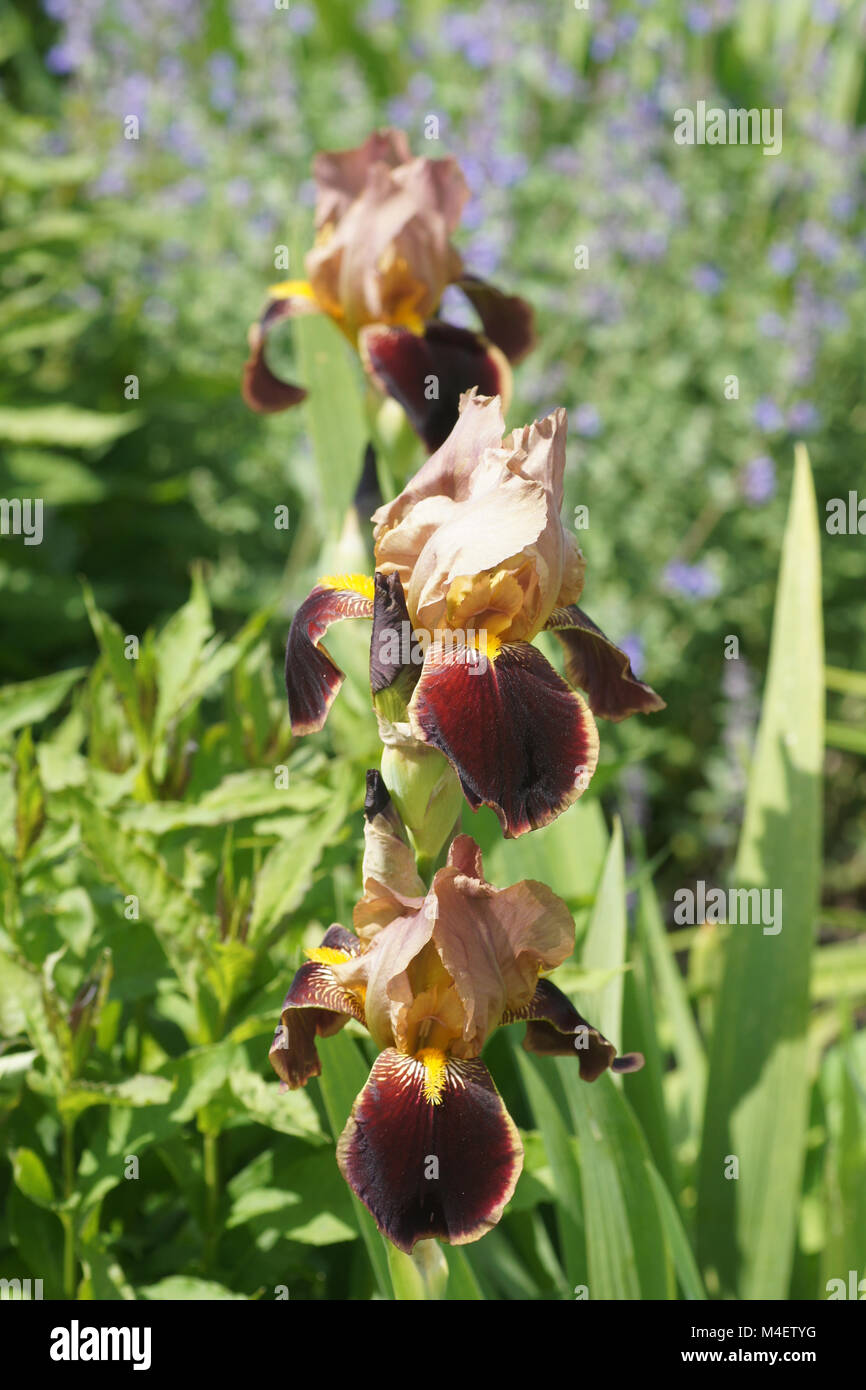 Iris Barbata-Elatior Louvois, Tall Bearded Iris Stockfoto