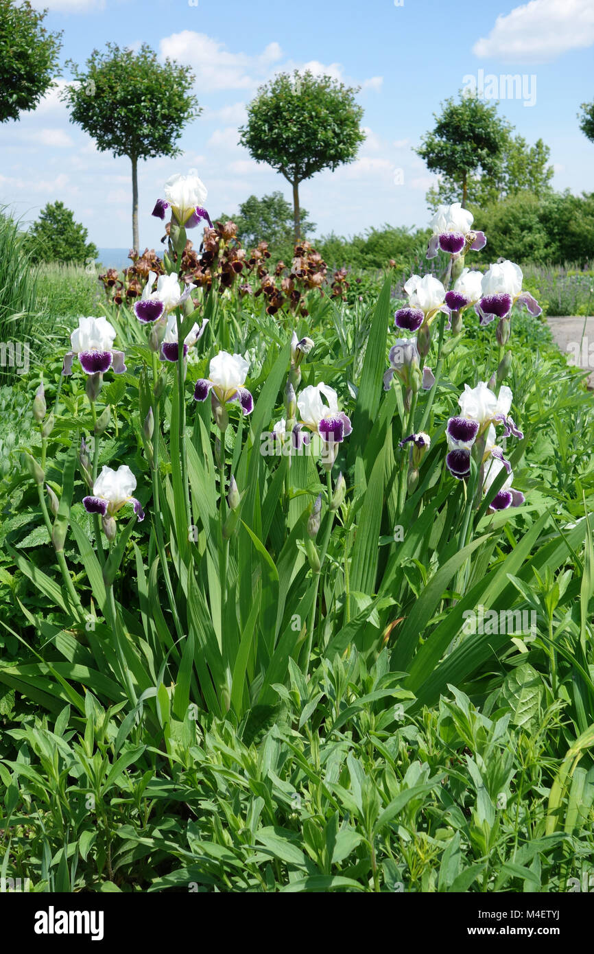 Iris Barbata-Elatior Ringo, Tall Bearded Iris Stockfoto