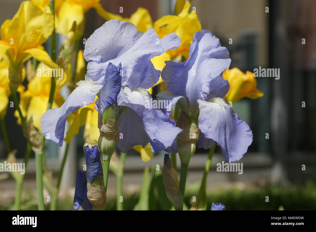 Iris Barbata-Elatior, hohen bärtigen Iris Stockfoto