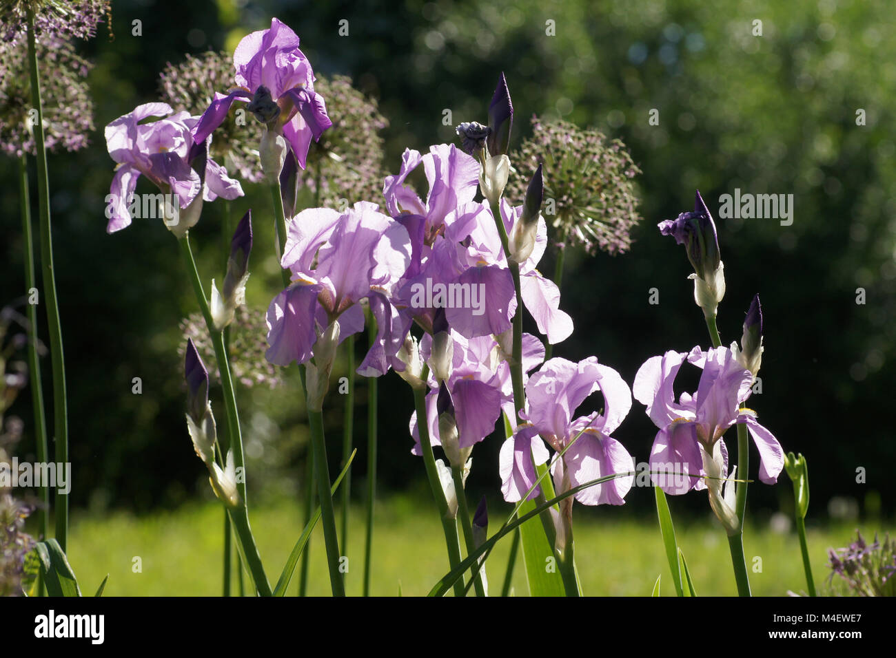 Iris Barbata-Elatior, hohen bärtigen Iris Stockfoto