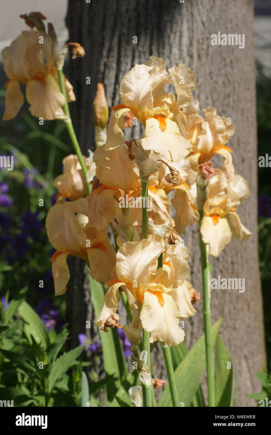 Iris Barbata-Elatior, hohen bärtigen Iris Stockfoto