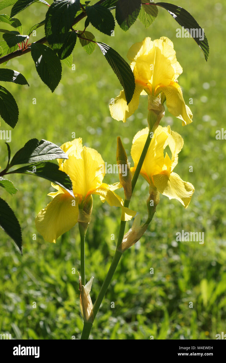 Iris Barbata-Elatior, hohen bärtigen Iris Stockfoto