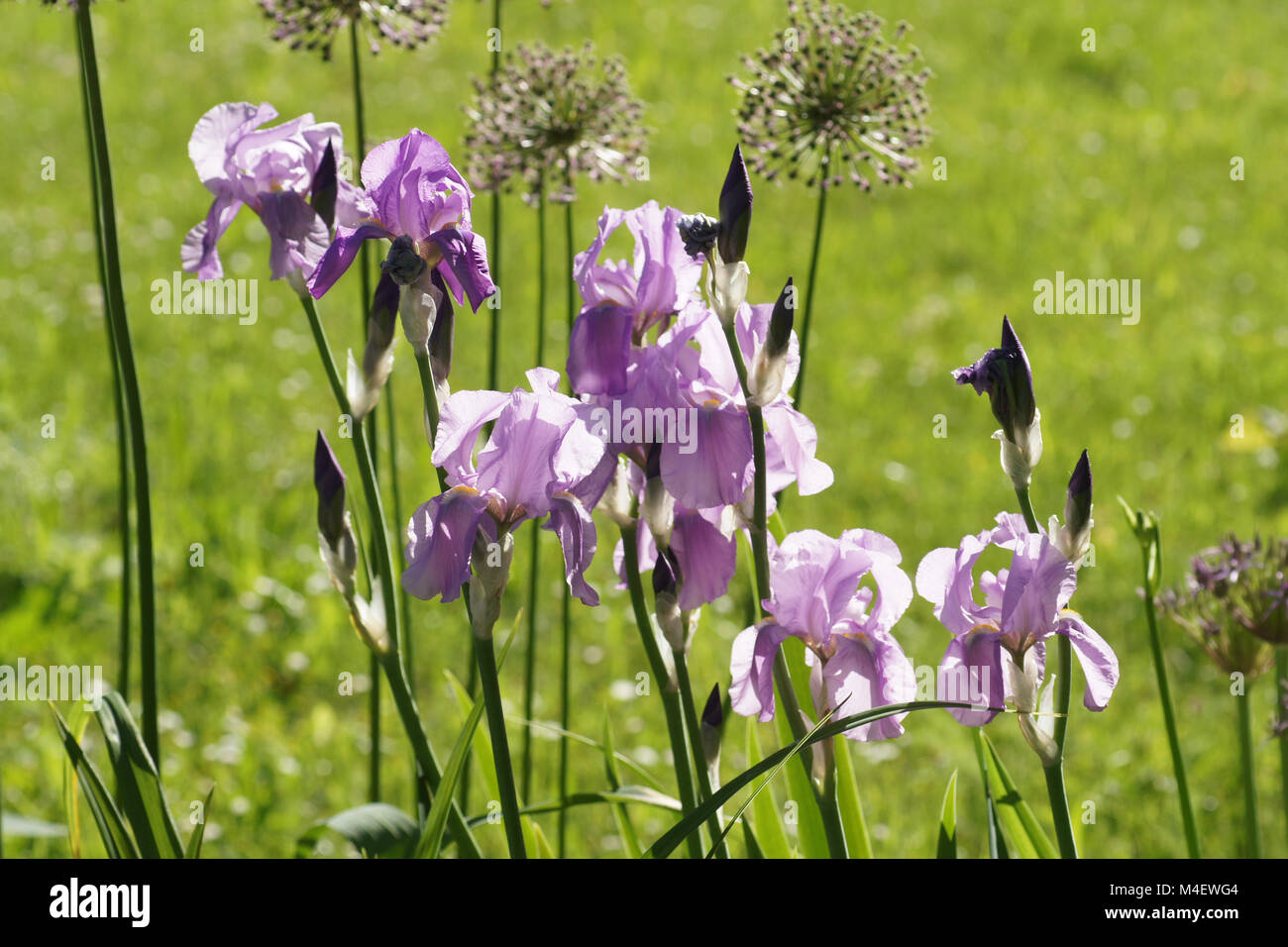 Iris Barbata-Elatior, hohen bärtigen Iris Stockfoto