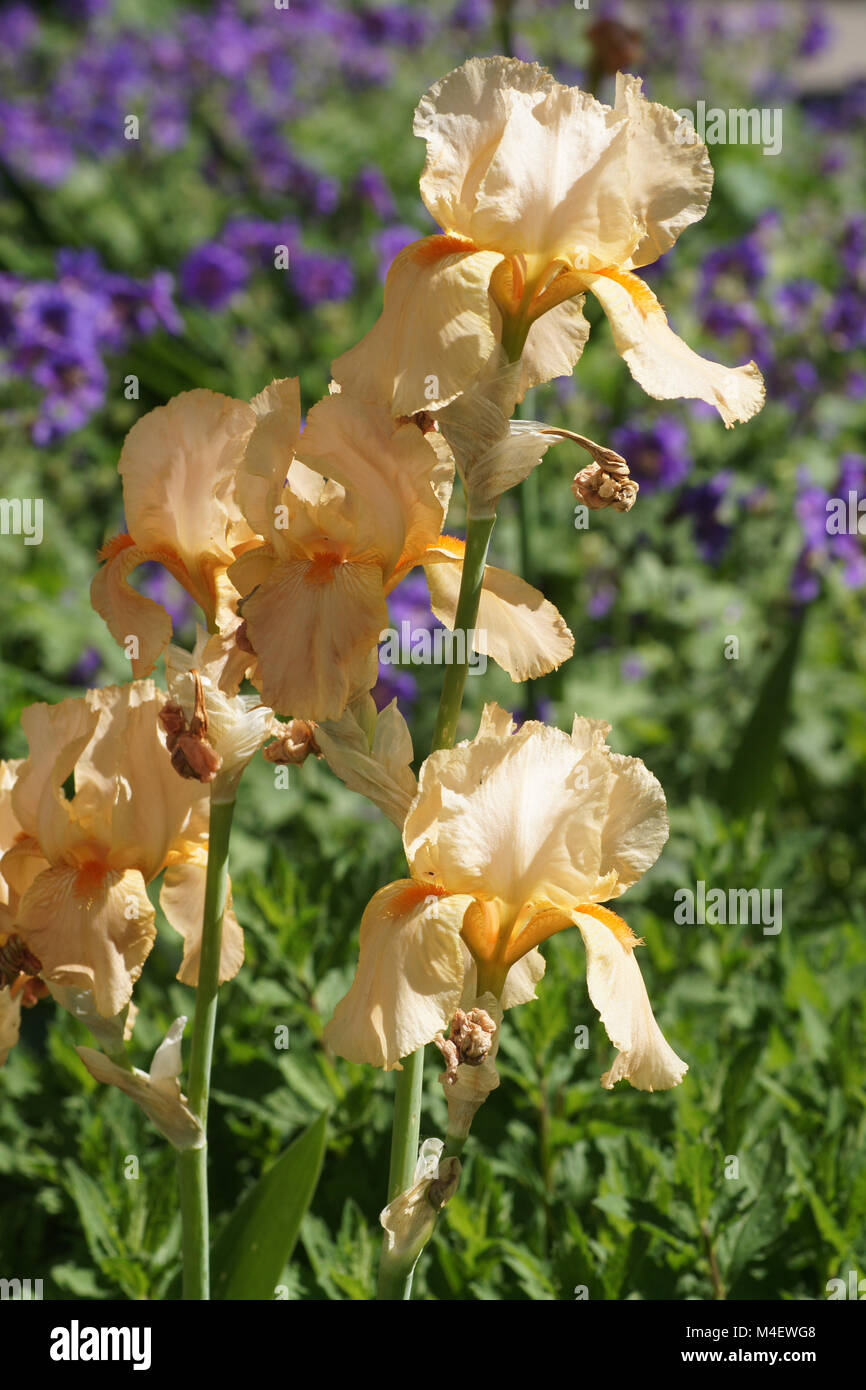 Iris Barbata-Elatior, hohen bärtigen Iris Stockfoto