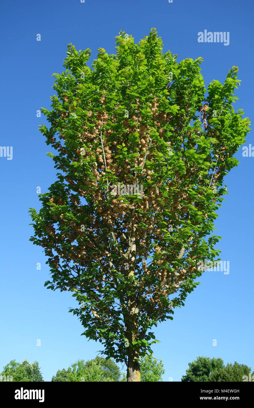 Ulmus glabra, Elm, Samen Stockfoto