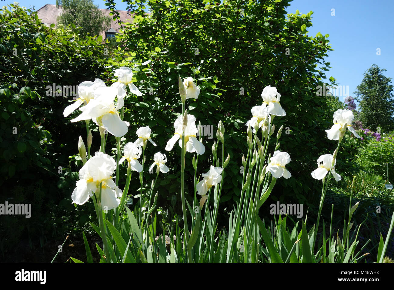 Iris Barbata-Elatior Lugano, Tall Bearded Iris Stockfoto