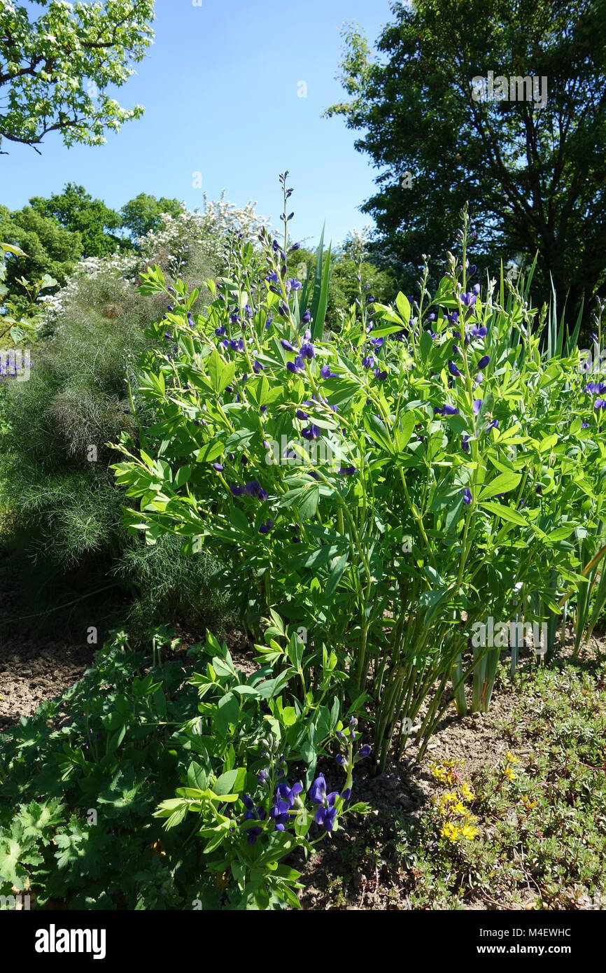 Baptisia Australis, Wilder Indigo Stockfoto
