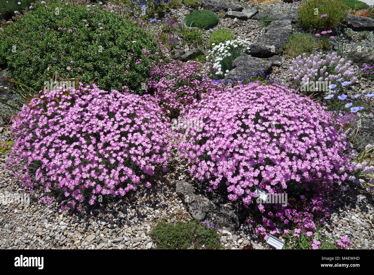 Dianthus gratianopolitanus, Cheddar Rosa Stockfoto